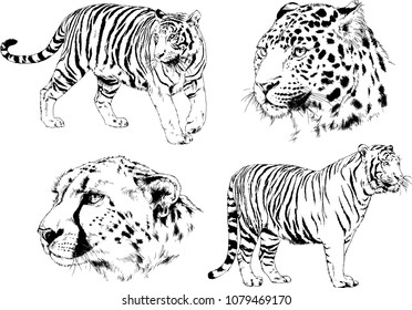 vector drawings sketches different predator , tigers lions cheetahs and leopards are drawn in ink by hand , objects with no background
