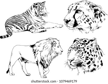 vector drawings sketches different predator , tigers lions cheetahs and leopards are drawn in ink by hand , objects with no background
