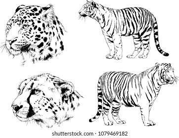 vector drawings sketches different predator , tigers lions cheetahs and leopards are drawn in ink by hand , objects with no background
