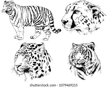 vector drawings sketches different predator , tigers lions cheetahs and leopards are drawn in ink by hand , objects with no background
