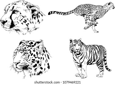 vector drawings sketches different predator , tigers lions cheetahs and leopards are drawn in ink by hand , objects with no background
