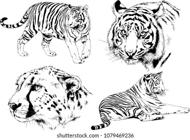 vector drawings sketches different predator , tigers lions cheetahs and leopards are drawn in ink by hand , objects with no background
