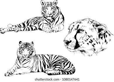 vector drawings sketches different predator , tigers lions cheetahs and leopards are drawn in ink by hand , objects with no background
