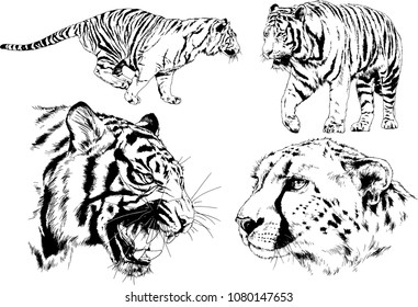 vector drawings sketches different predator , tigers lions cheetahs and leopards are drawn in ink by hand , objects with no background
