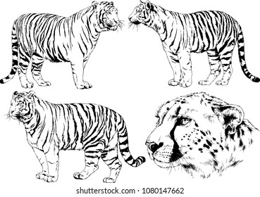 vector drawings sketches different predator , tigers lions cheetahs and leopards are drawn in ink by hand , objects with no background
