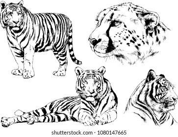 vector drawings sketches different predator , tigers lions cheetahs and leopards are drawn in ink by hand , objects with no background
