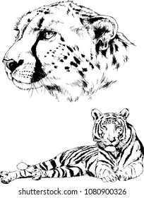 vector drawings sketches different predator , tigers lions cheetahs and leopards are drawn in ink by hand , objects with no background
