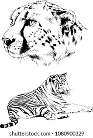 vector drawings sketches different predator , tigers lions cheetahs and leopards are drawn in ink by hand , objects with no background
