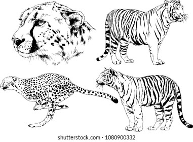vector drawings sketches different predator , tigers lions cheetahs and leopards are drawn in ink by hand , objects with no background
