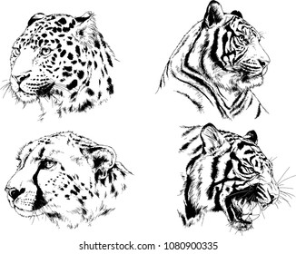 vector drawings sketches different predator , tigers lions cheetahs and leopards are drawn in ink by hand , objects with no background

