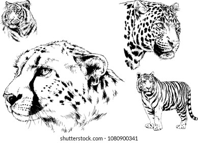 vector drawings sketches different predator , tigers lions cheetahs and leopards are drawn in ink by hand , objects with no background
