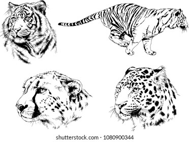 vector drawings sketches different predator , tigers lions cheetahs and leopards are drawn in ink by hand , objects with no background
