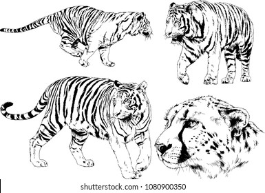 vector drawings sketches different predator , tigers lions cheetahs and leopards are drawn in ink by hand , objects with no background
