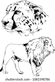 vector drawings sketches different predator , tigers lions cheetahs and leopards are drawn in ink by hand , objects with no background
