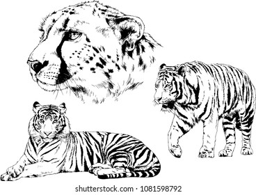 vector drawings sketches different predator , tigers lions cheetahs and leopards are drawn in ink by hand , objects with no background
