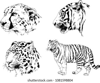 vector drawings sketches different predator , tigers lions cheetahs and leopards are drawn in ink by hand , objects with no background
