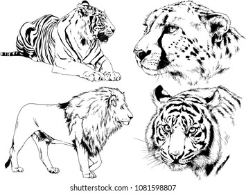 vector drawings sketches different predator , tigers lions cheetahs and leopards are drawn in ink by hand , objects with no background

