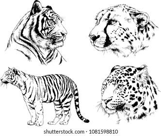 vector drawings sketches different predator , tigers lions cheetahs and leopards are drawn in ink by hand , objects with no background
