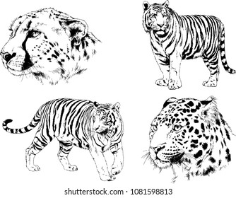 vector drawings sketches different predator , tigers lions cheetahs and leopards are drawn in ink by hand , objects with no background
