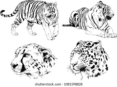 vector drawings sketches different predator , tigers lions cheetahs and leopards are drawn in ink by hand , objects with no background
