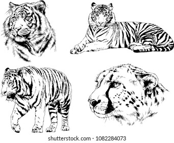 vector drawings sketches different predator , tigers lions cheetahs and leopards are drawn in ink by hand , objects with no background
