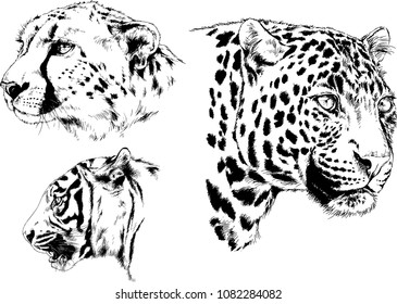 vector drawings sketches different predator , tigers lions cheetahs and leopards are drawn in ink by hand , objects with no background
