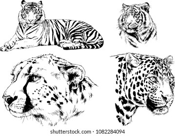 vector drawings sketches different predator , tigers lions cheetahs and leopards are drawn in ink by hand , objects with no background
