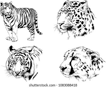 vector drawings sketches different predator , tigers lions cheetahs and leopards are drawn in ink by hand , objects with no background
