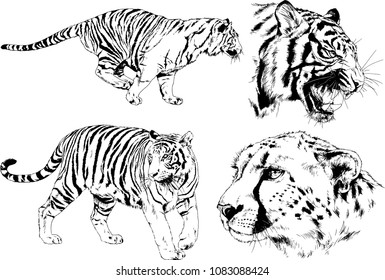 vector drawings sketches different predator , tigers lions cheetahs and leopards are drawn in ink by hand , objects with no background
