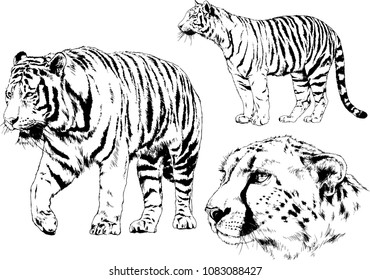 vector drawings sketches different predator , tigers lions cheetahs and leopards are drawn in ink by hand , objects with no background
