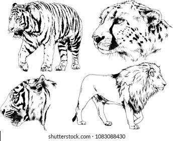 vector drawings sketches different predator , tigers lions cheetahs and leopards are drawn in ink by hand , objects with no background
