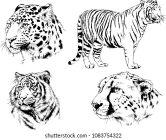 vector drawings sketches different predator , tigers lions cheetahs and leopards are drawn in ink by hand , objects with no background
