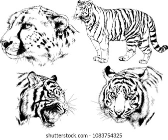 vector drawings sketches different predator , tigers lions cheetahs and leopards are drawn in ink by hand , objects with no background
