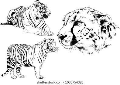 vector drawings sketches different predator , tigers lions cheetahs and leopards are drawn in ink by hand , objects with no background
