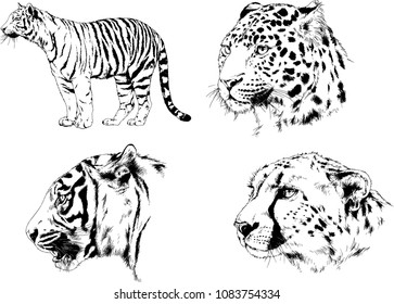 vector drawings sketches different predator , tigers lions cheetahs and leopards are drawn in ink by hand , objects with no background
