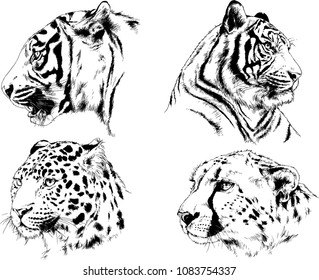 vector drawings sketches different predator , tigers lions cheetahs and leopards are drawn in ink by hand , objects with no background
