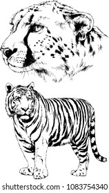 vector drawings sketches different predator , tigers lions cheetahs and leopards are drawn in ink by hand , objects with no background
