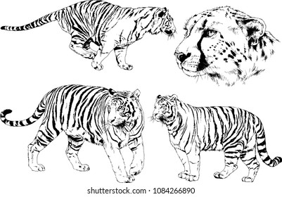 vector drawings sketches different predator , tigers lions cheetahs and leopards are drawn in ink by hand , objects with no background
