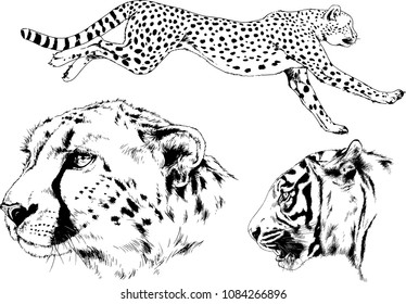 vector drawings sketches different predator , tigers lions cheetahs and leopards are drawn in ink by hand , objects with no background

