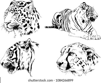 vector drawings sketches different predator , tigers lions cheetahs and leopards are drawn in ink by hand , objects with no background
