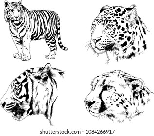 vector drawings sketches different predator , tigers lions cheetahs and leopards are drawn in ink by hand , objects with no background
