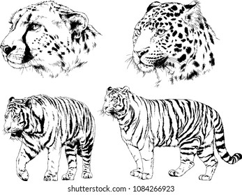 vector drawings sketches different predator , tigers lions cheetahs and leopards are drawn in ink by hand , objects with no background
