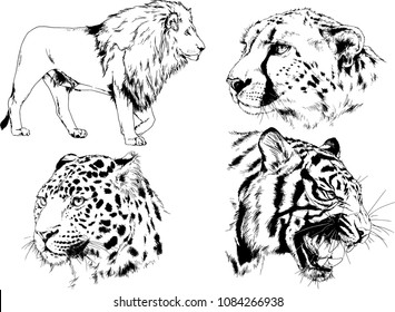 vector drawings sketches different predator , tigers lions cheetahs and leopards are drawn in ink by hand , objects with no background
