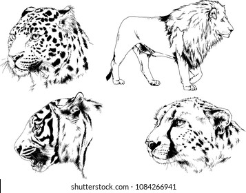 vector drawings sketches different predator , tigers lions cheetahs and leopards are drawn in ink by hand , objects with no background
