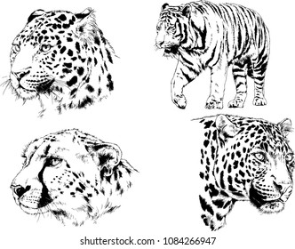 vector drawings sketches different predator , tigers lions cheetahs and leopards are drawn in ink by hand , objects with no background
