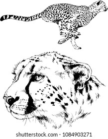 vector drawings sketches different predator , tigers lions cheetahs and leopards are drawn in ink by hand , objects with no background
