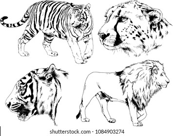 vector drawings sketches different predator , tigers lions cheetahs and leopards are drawn in ink by hand , objects with no background
