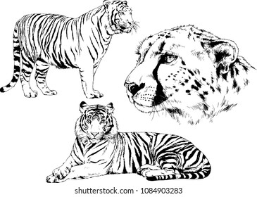 vector drawings sketches different predator , tigers lions cheetahs and leopards are drawn in ink by hand , objects with no background
