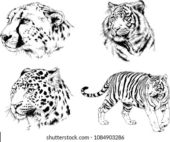 vector drawings sketches different predator , tigers lions cheetahs and leopards are drawn in ink by hand , objects with no background
