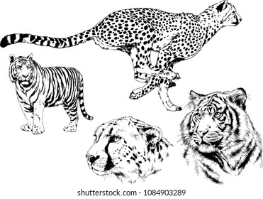 vector drawings sketches different predator , tigers lions cheetahs and leopards are drawn in ink by hand , objects with no background
